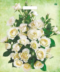 Пакет с выруб. руч. 38х45 (60мк) ламин. "Белые розы" (Тико) (50/500)